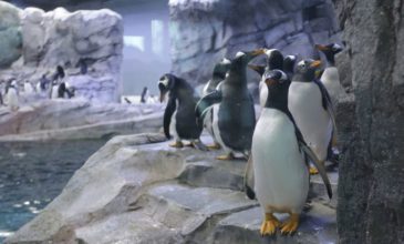 Ακόμα και οι βασιλικοί πιγκουίνοι κινδύνεψαν από το ψύχος στον Καναδά