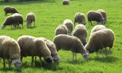 Συναγερμός στην Κω: Κρούσματα καταρροϊκού πυρετού εμφανίστηκαν σε πρόβατα
