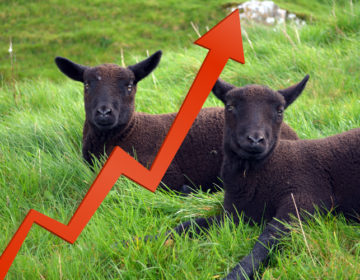 Θυσιάστε τα δύο μαύρα πρόβατα, η τρελή συνταγή της «επιτυχίας» στο Forbes 500