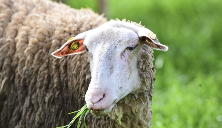 Επιστήμονες δημιούργησαν μεταλλαγμένα πρόβατα με ημερομηνία θανάτου