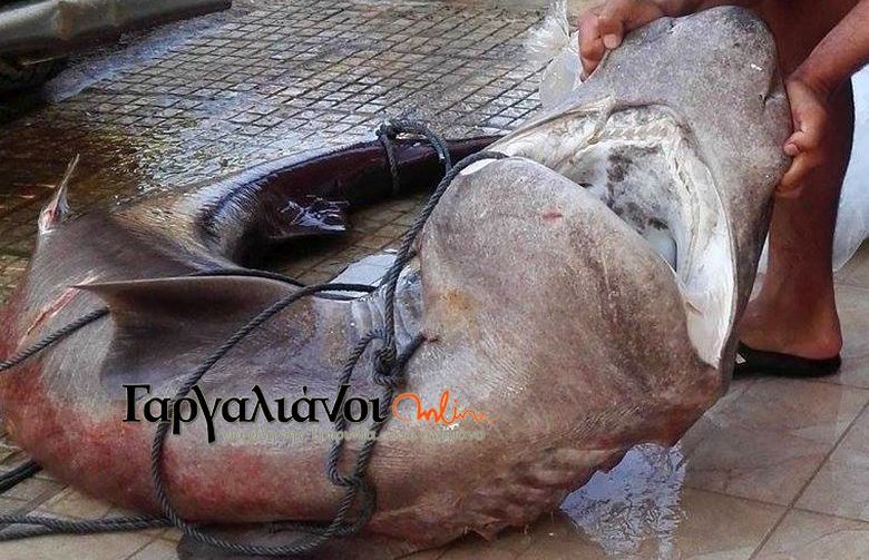 Έπιασαν καρχαρία 180 κιλών σε λιμάνι της Μεσσηνίας