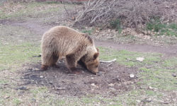 Κτηνωδία στην Καστοριά: Σκότωσαν αρκούδα και τα δυο της αρκουδάκια