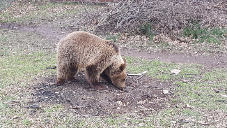 Κτηνωδία στην Καστοριά: Σκότωσαν αρκούδα και τα δυο της αρκουδάκια