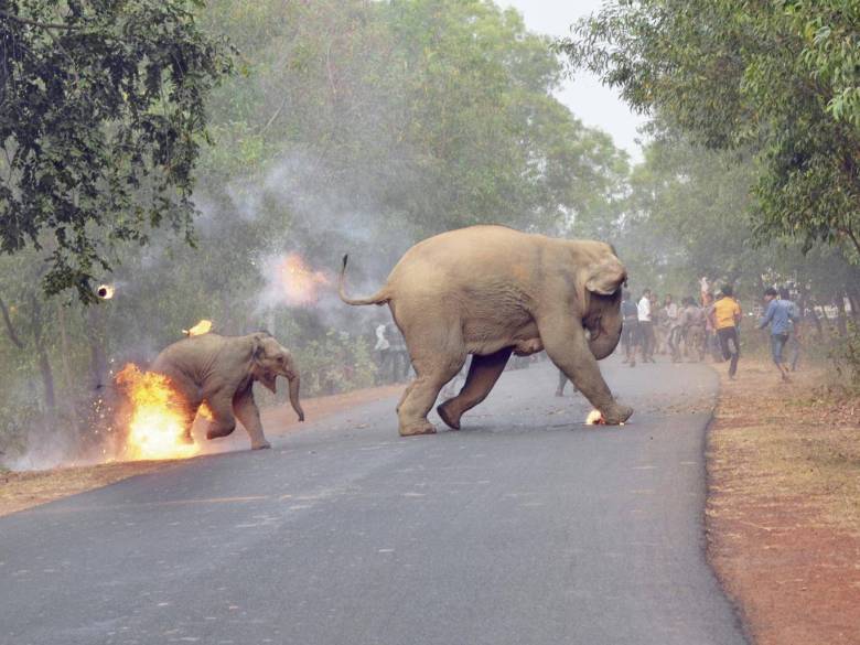 Χωρικοί στην Ινδία επιτίθενται και βάζουν φωτιά σε ελέφαντες!