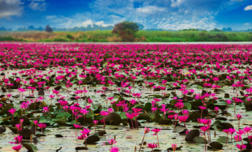 Η… ροζ λίμνη των λωτών που σαγηνεύει τους τουρίστες