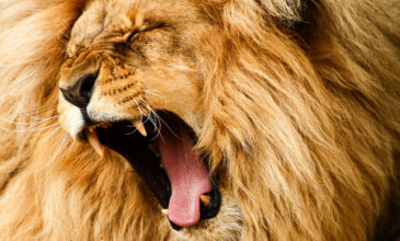 Λιοντάρια κατασπάραξαν λαθροκυνηγούς σε πάρκο σαφάρι