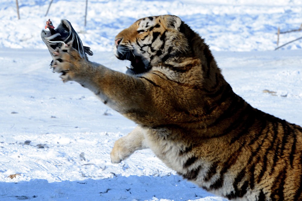 Τίγρης πήγε να φάει εργαζόμενη σε ζωολογικό κήπο, την έσωσαν οι επισκέπτες!