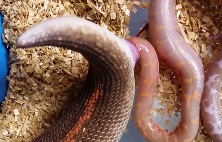 Βόας γεννά τρία φίδια σε ένα αποκαλυπτικό βίντεο