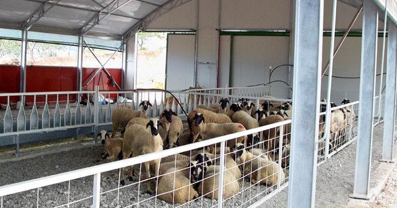 Δημοσιεύθηκε η ΚΥΑ για την ενίσχυση των κτηνοτρόφων
