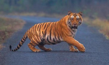 Τρομακτικό βίντεο με τίγρη να επιτίθεται σε ανθρώπους