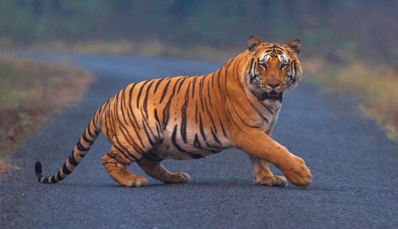 Τρομακτικό βίντεο με τίγρη να επιτίθεται σε ανθρώπους
