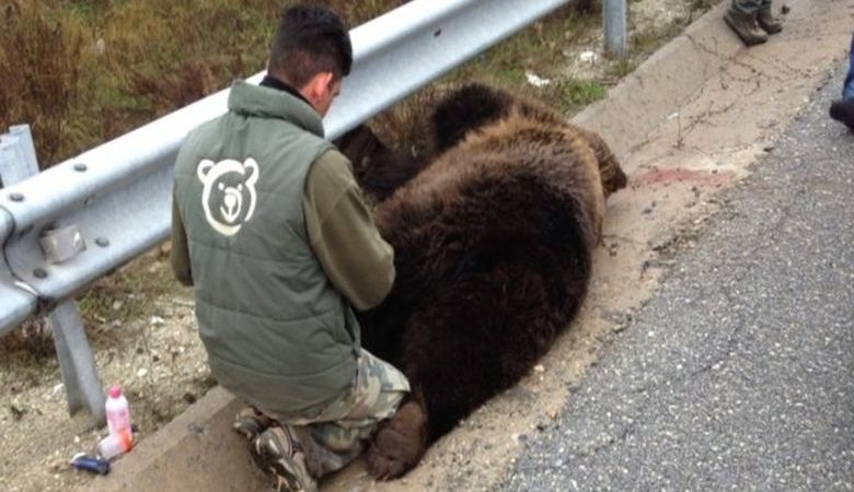 Νεκρή αρκούδα σε τροχαίο στο Αμύνταιο