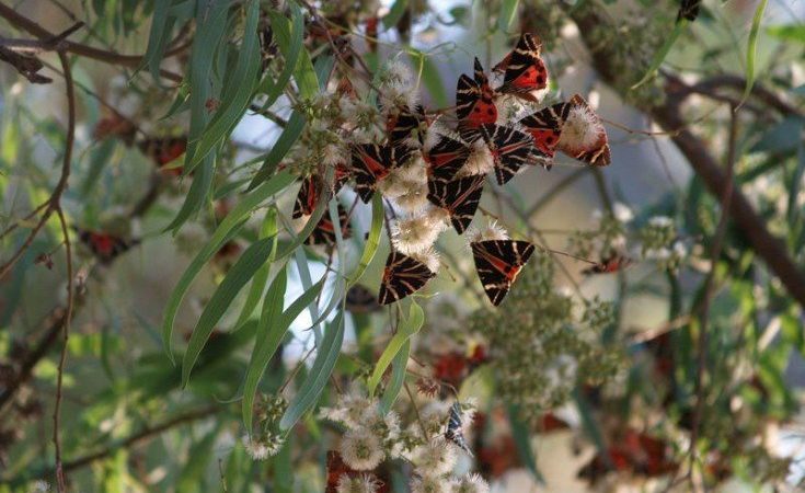 Νέο νυκτόβιο είδος ανακαλύφθηκε στη Ρόδο