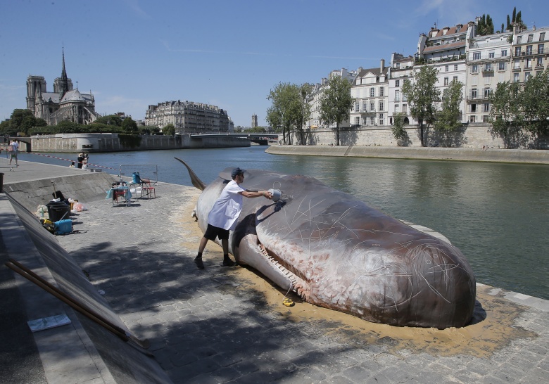 Παρίσι: Τι συνέβη με τη φάλαινα που ξεβράστηκε στον Σηκουάνα!