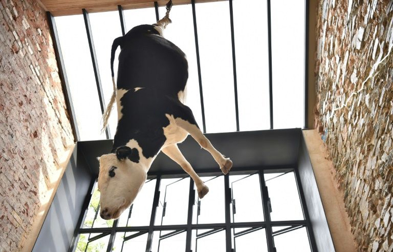 Εστιατόριο στην Αυστραλία κρέμασε ανάποδα μια… αγελάδα