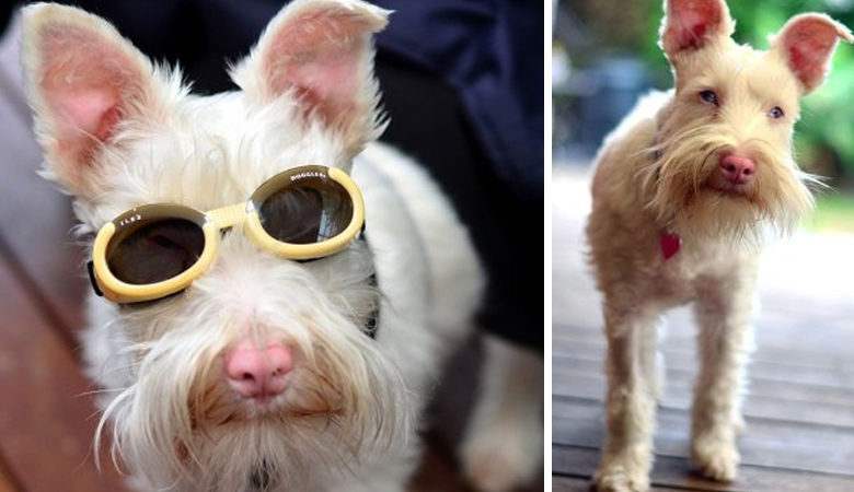 Αλμπίνο σκύλος φορά γυαλιά ηλίου για να μην τον σκοτώσει ο ήλιος