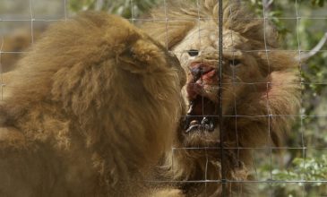 Κορονοϊός: Κρούσματα σε λιοντάρια και τίγρεις στον ζωολογικό κήπο της Ουάσινγκτον