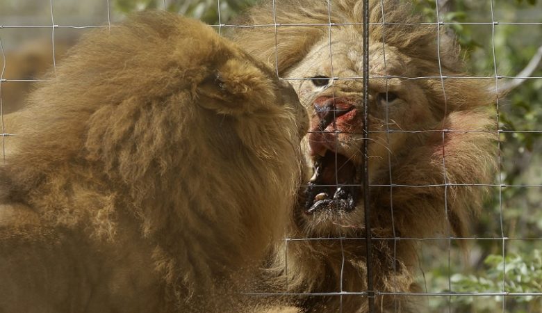 Κορονοϊός: Κρούσματα σε λιοντάρια και τίγρεις στον ζωολογικό κήπο της Ουάσινγκτον